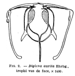 Itura chamadis