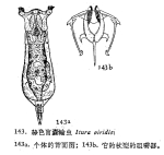 Itura chamadis