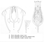 Itura chamadis - Original description image
