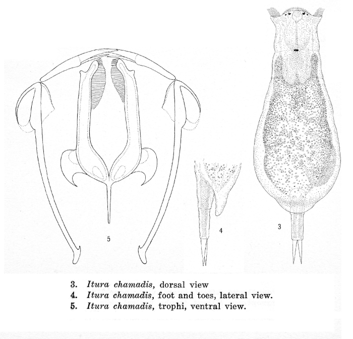 Itura chamadis - Original description image
