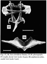 Itura deridderae