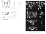 Itura deridderae