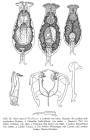Itura myersi