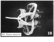 Itura myersi