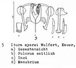 Itura myersi