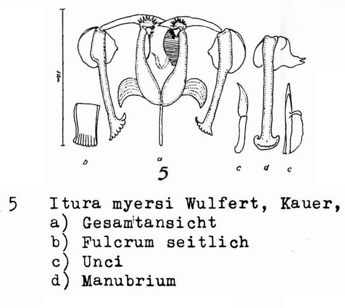 Itura myersi Itura myersi
