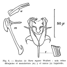 Itura myersi