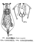 Itura myersi