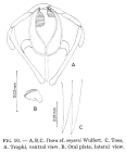 Itura myersi