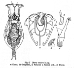 Itura myersi - Original description image