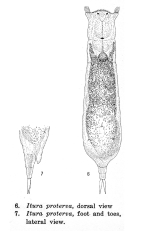 Itura proterva - Original description image