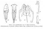 Itura pseudoaurita