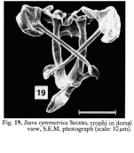 Itura symmetrica