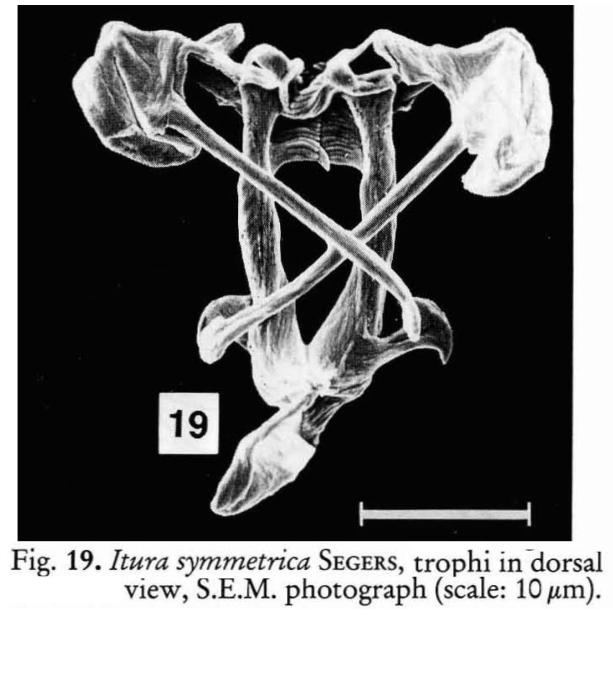 Itura symmetrica Itura symmetrica