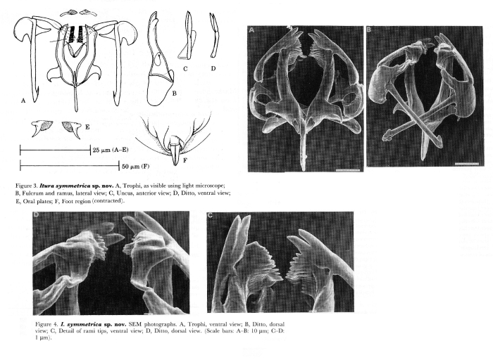 Itura symmetrica - Original description image