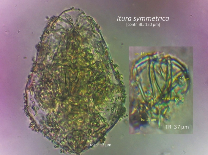 Itura symmetrica Itura symmetrica