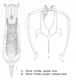 Itura viridis