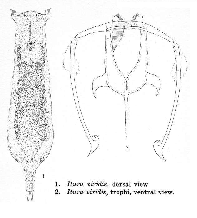 Itura viridis Itura viridis