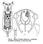Itura viridis