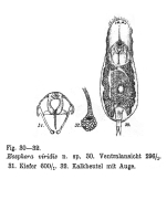 Itura viridis