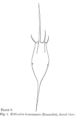 Kellicottia bostoniensis