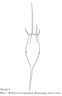 Kellicottia bostoniensis