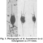 Kellicottia bostoniensis