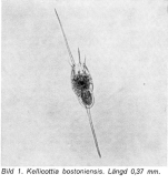 Kellicottia bostoniensis
