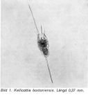 Kellicottia bostoniensis