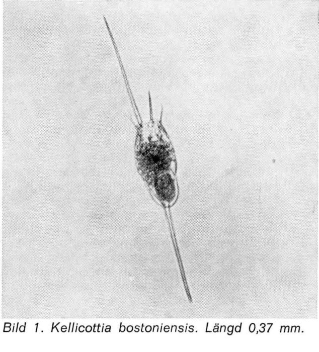Kellicottia bostoniensis Kellicottia bostoniensis