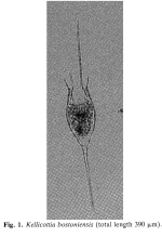 Kellicottia bostoniensis