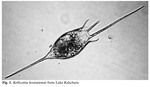 Kellicottia bostoniensis