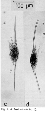 Kellicottia bostoniensis