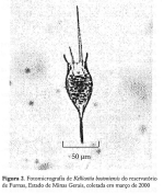 Kellicottia bostoniensis