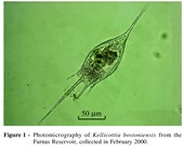 Kellicottia bostoniensis