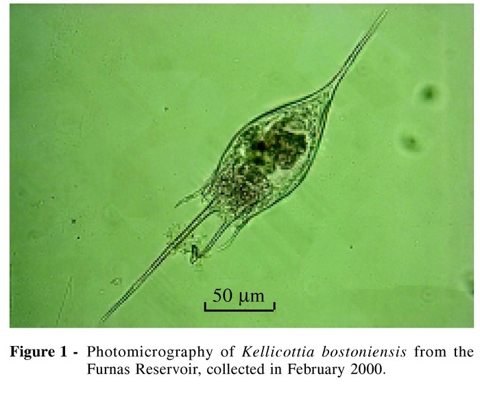 Kellicottia bostoniensis Kellicottia bostoniensis