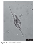 Kellicottia bostoniensis