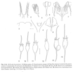 Kellicottia bostoniensis