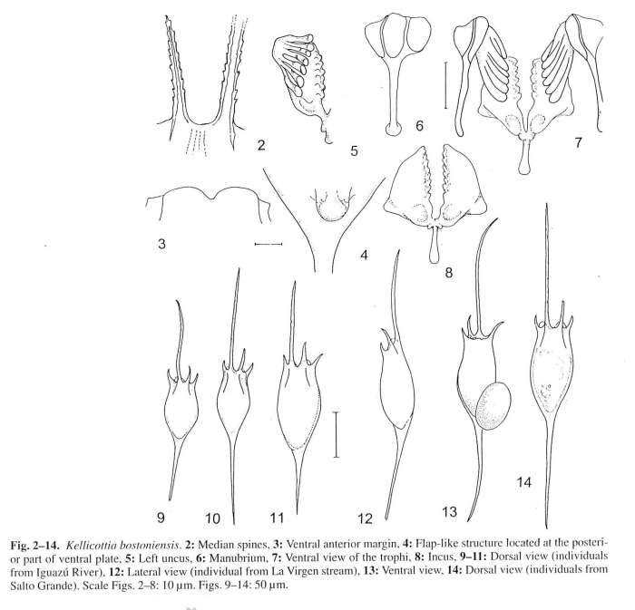 Kellicottia bostoniensis Kellicottia bostoniensis