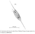 Kellicottia bostoniensis