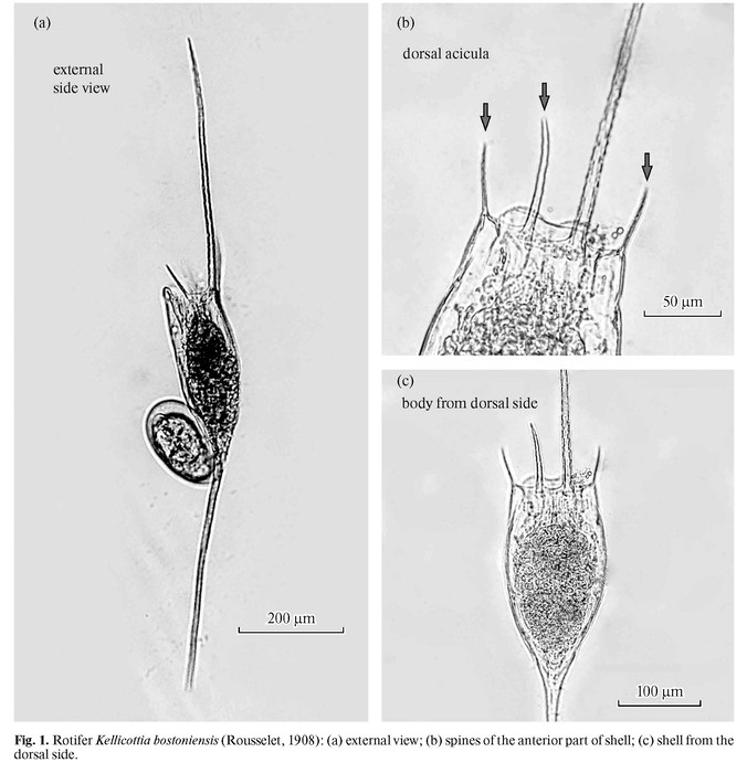 Kellicottia bostoniensis Kellicottia bostoniensis