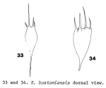 Kellicottia bostoniensis
