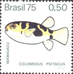 Colomesus psittacus