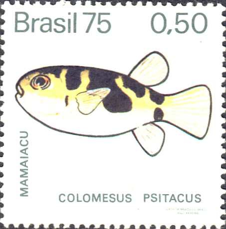 Colomesus psittacus Colomesus psittacus