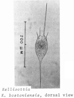 Kellicottia bostoniensis