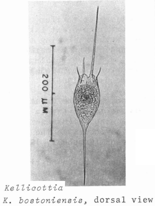 Kellicottia bostoniensis Kellicottia bostoniensis