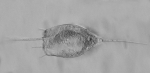 Kellicottia bostoniensis