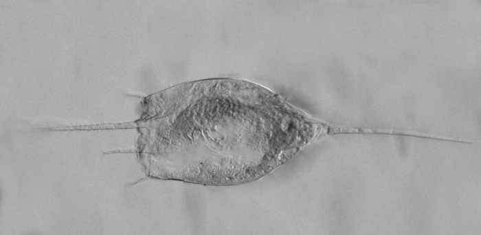 Kellicottia bostoniensis Kellicottia bostoniensis