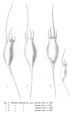Kellicottia bostoniensis