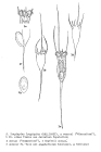 Kellicottia longispina